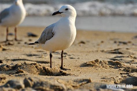 夢到一隻鳥號碼|夢見鳥